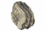 Partial Southern Mammoth Molar - Hungary #235261-1